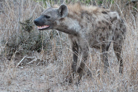 Spotted Hyaena</p>

	<p class=